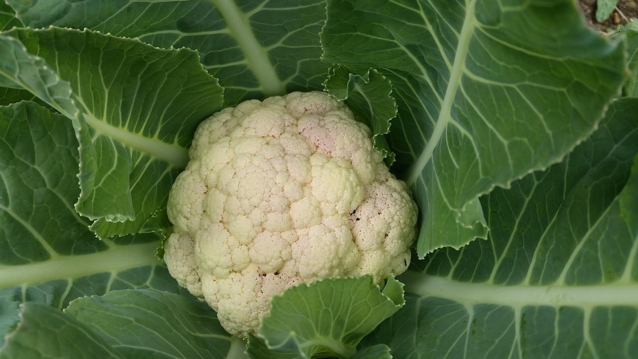白马拉马瀑布小屋 奥波诺尼 外观 照片